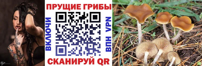 даркнет сайт  Камышин  Галлюциногенные грибы MAGIC MUSHROOMS 